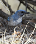 Western Scrub Jay 3041